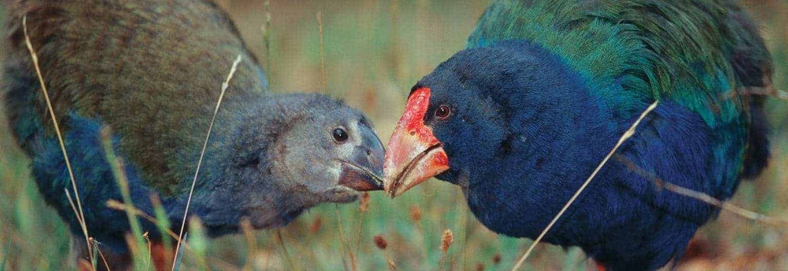 Wildschut a,sterdam Holland