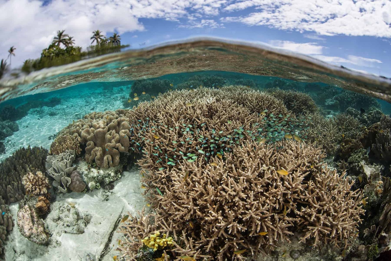 Melanesia, healthy coral reef