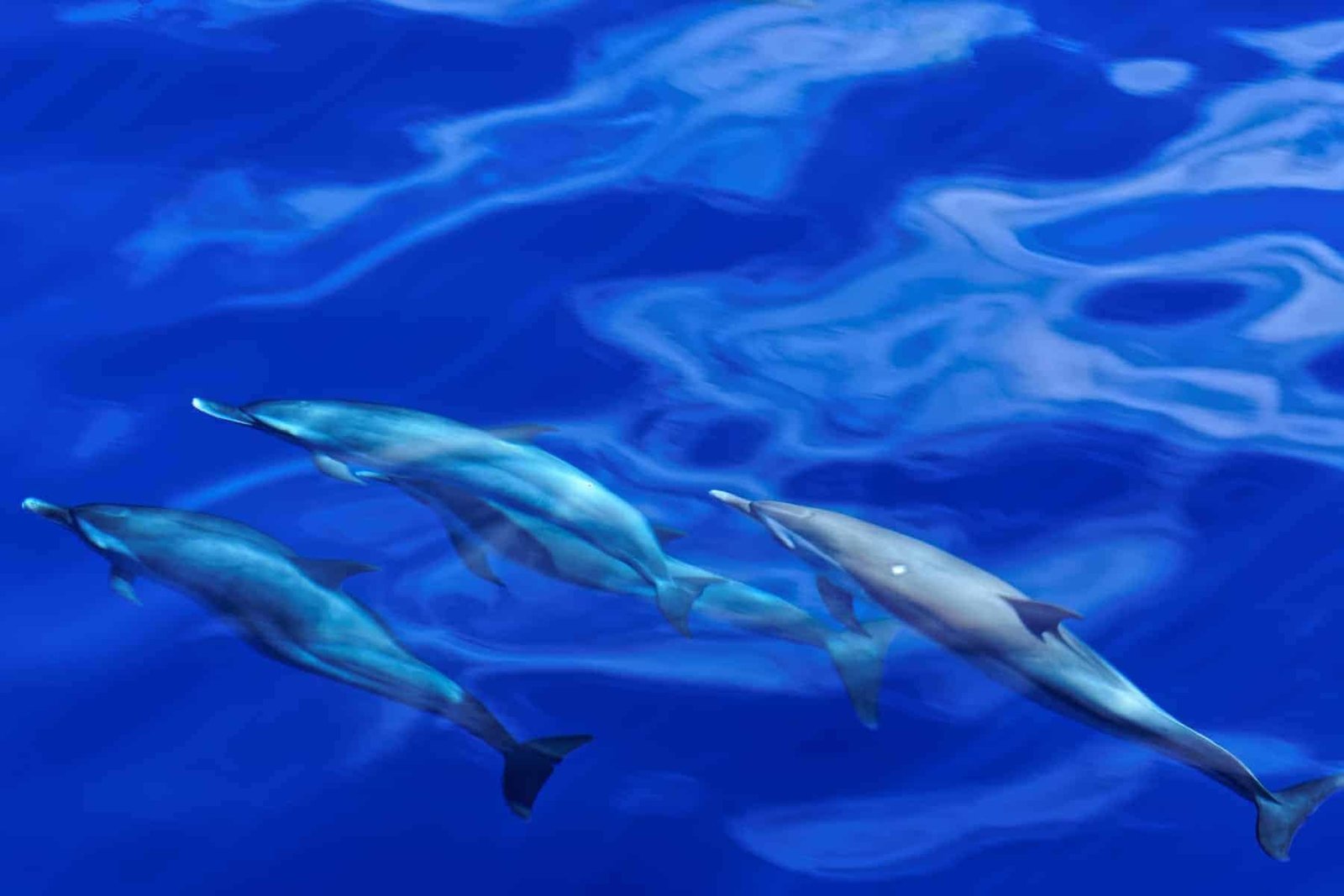 Several striped dolphins (Stenella coeruleoalba) swimming under-water in the coastal waters off Dominica.