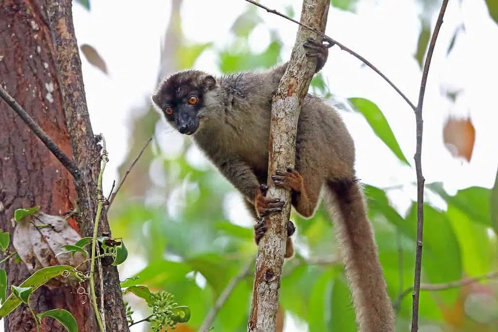 Analamazoatra Madagascar, lemur
