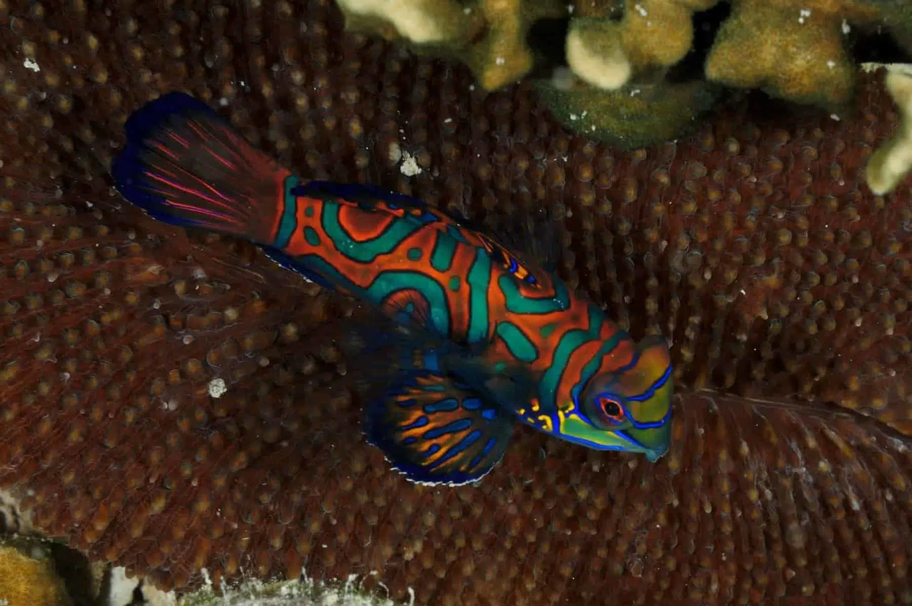 Mandarin Fish over a hard coral, shot in Palau Micronesia