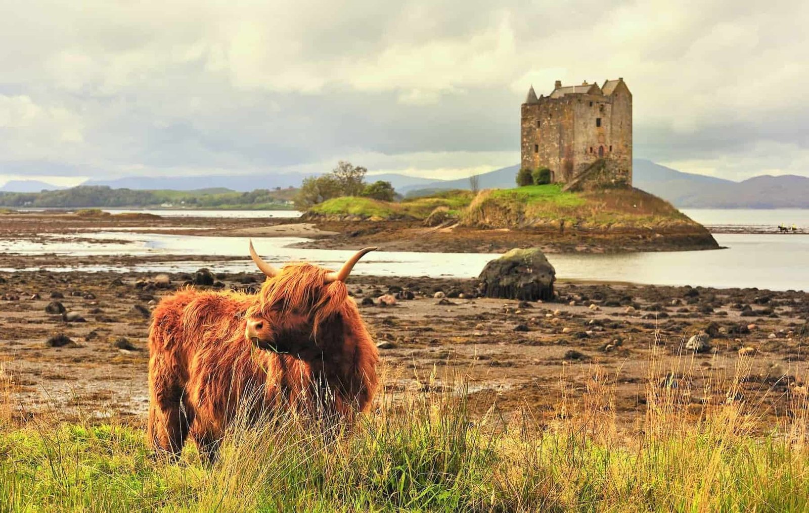 A lone highland cow grazes on grass, with castle Stalker in the background. A classic Scottish image.