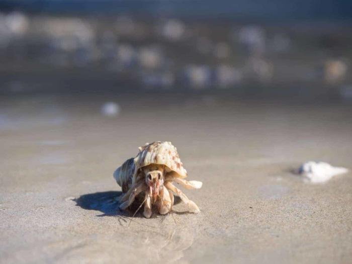 Hermit crab i Sirinat National Park Phuket Thailand
