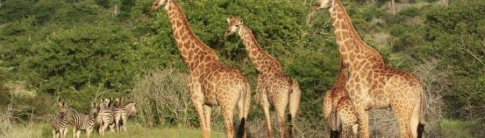 Travel to Angola: Kissama National Parken i Angola