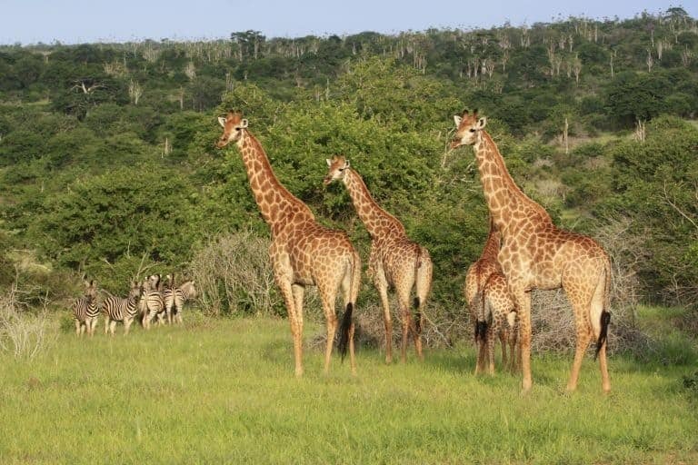 Travel to Angola: Kissama National Parken i Angola