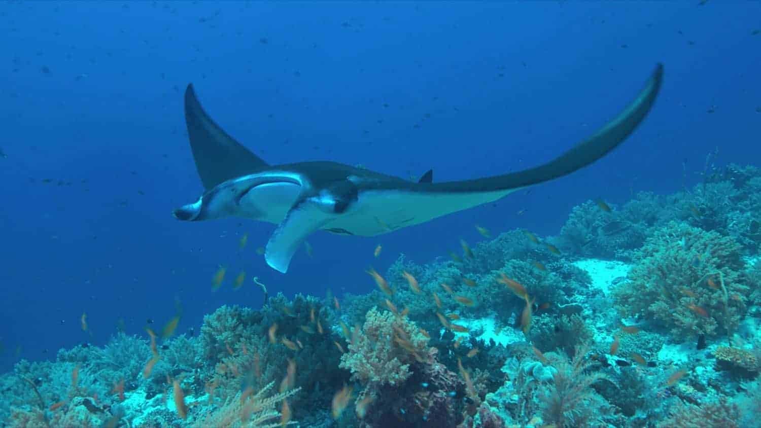 Palawan: Manta ray ved Koral reef El Nido