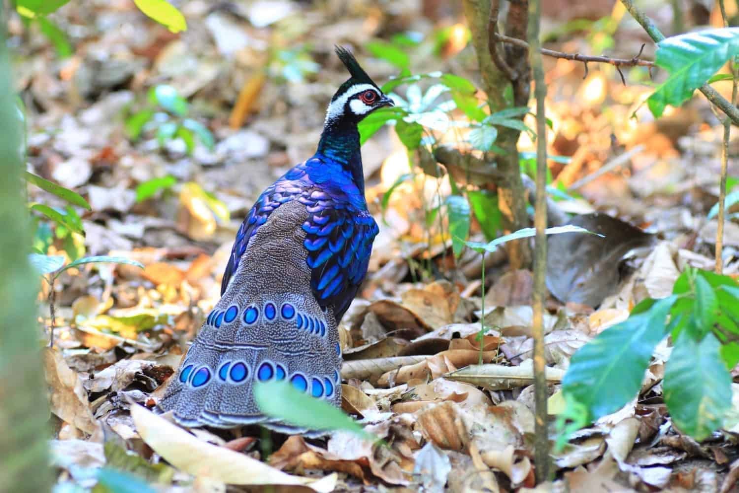 Palawan Fillipinerne Peacock-Pheasant