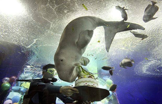Singapore-Dugong