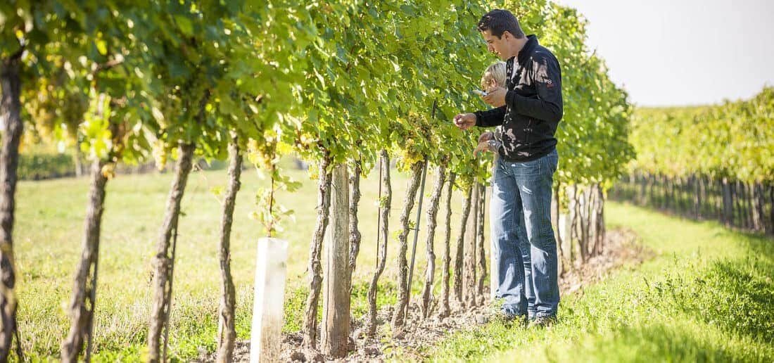 Austria's gastronomy and wine