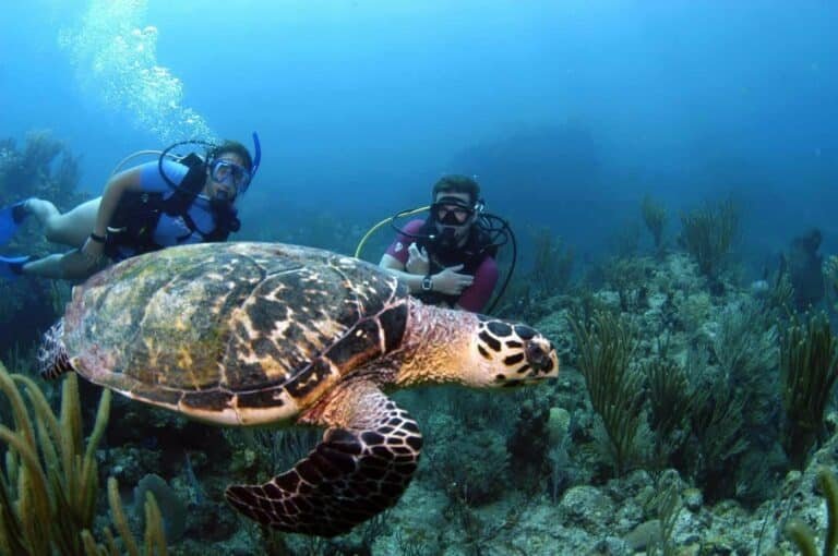 Er du til havfruer og jomfruer ? Dykkerferie i British Virgin Islands