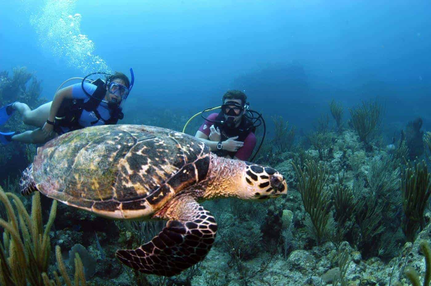 Er du til havfruer og jomfruer ? Dykkerferie i British Virgin Islands