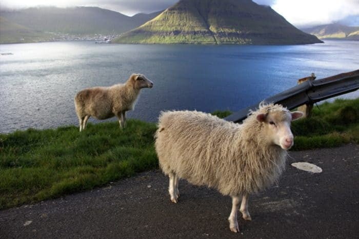 Faroe islands, sheep making a road control