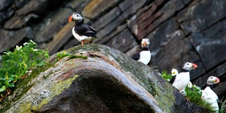 hurtigruten søpapegøjer