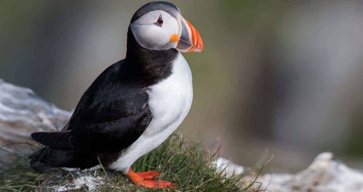 puffin bird in The Faroe Islands