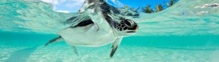 dykkerferie til Maldiverne, havskildpadde maldiverne
