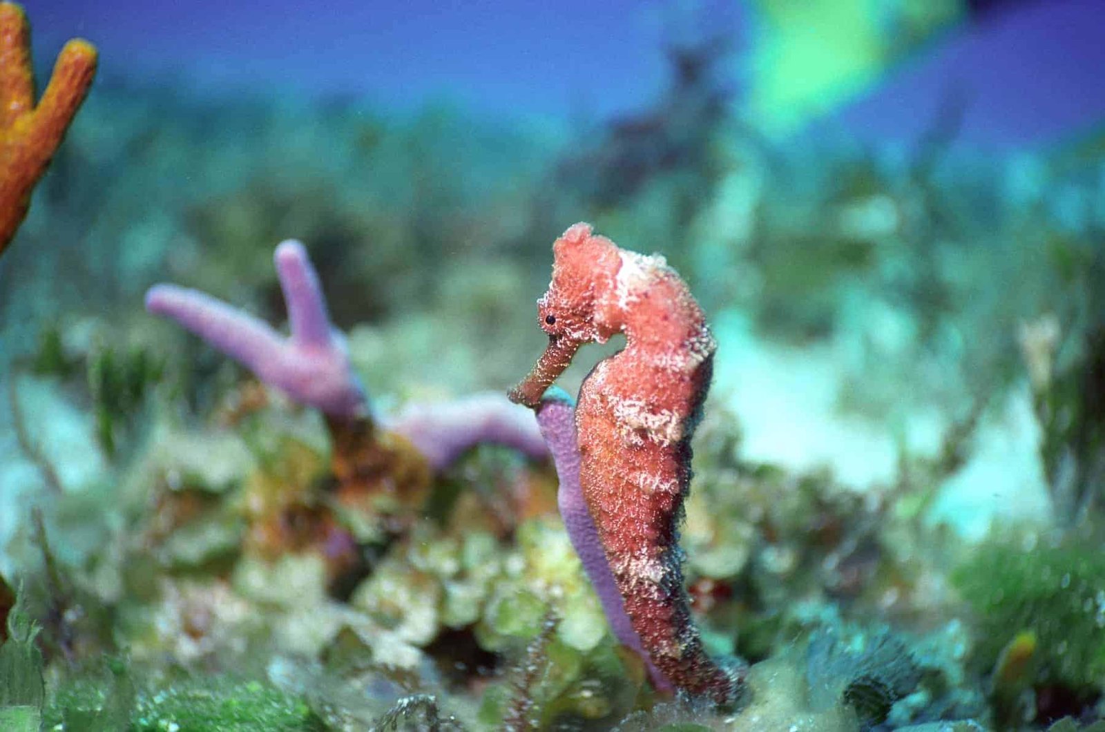 Cozumel, seahorse