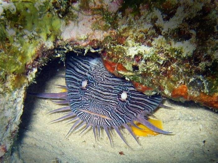 sjove fisk er ingen mangelvare på Cuzumel, snorkel er nok for at se med!