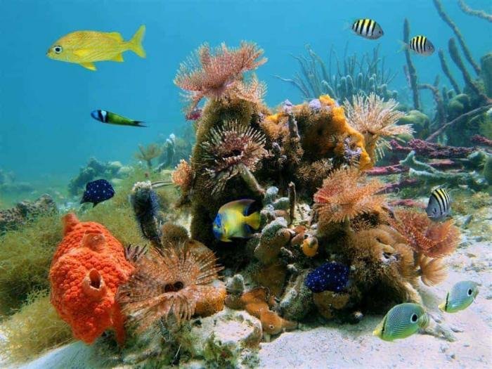 cozumel mexico diving