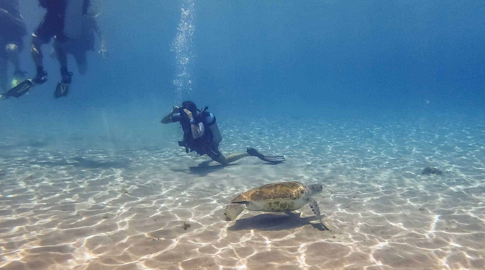 Swimming with turtles Views around Curacao a small Tropical Caribbean Island