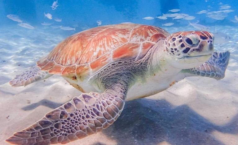 Swimming with turtles Views around Curacao a small Tropical Caribbean Island