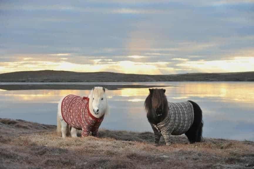 Scotland ponies