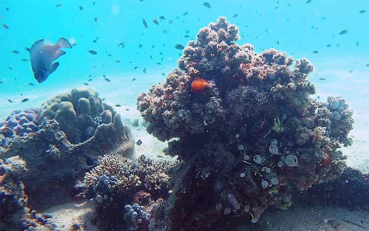 Coral-head-and-schooling-fish in Palawan