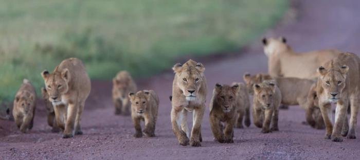 African Lions in the Ngorongoro Crater in Tanzania