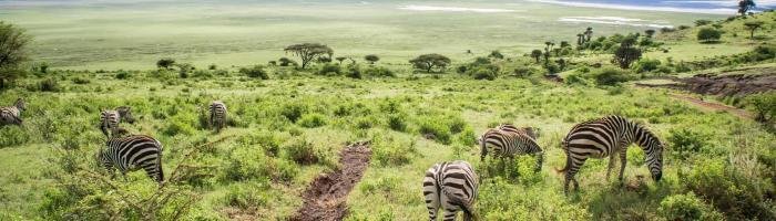 Travel to Africa. This shot of zebras grazing was taken at the Ngorongoro Crater, Tanzania, Africa.