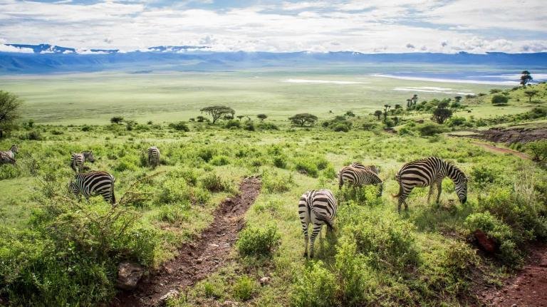Travel to Africa. This shot of zebras grazing was taken at the Ngorongoro Crater, Tanzania, Africa.