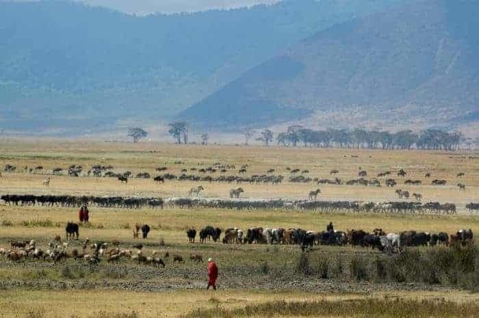 The Ngorongoro crater contains an abundance of wildlife on a very well-defined area in Tanzania