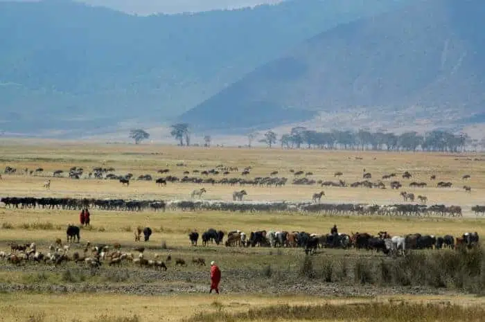 The Ngorongoro crater contains an abundance of wildlife on a very well-defined area in Tanzania