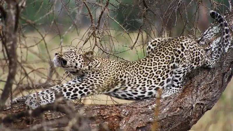 Zanzibar-Leopard