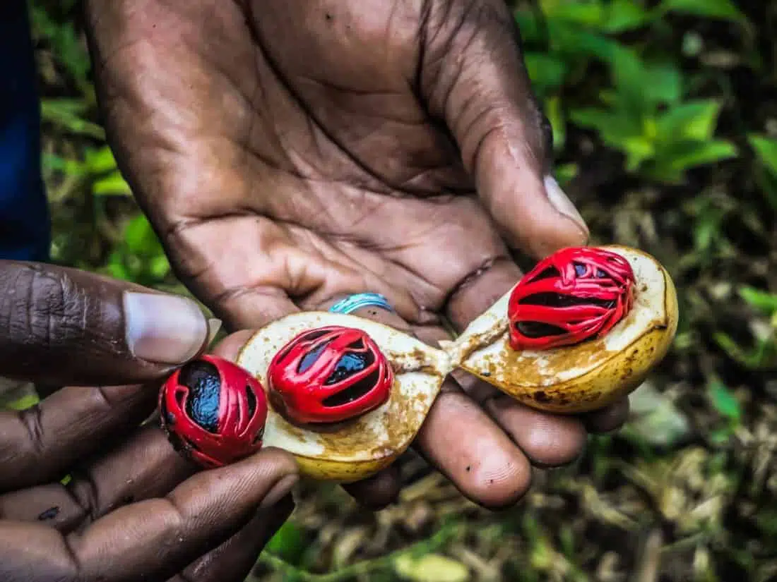A farmer s hand presenting a fresh nutmeg fruit
