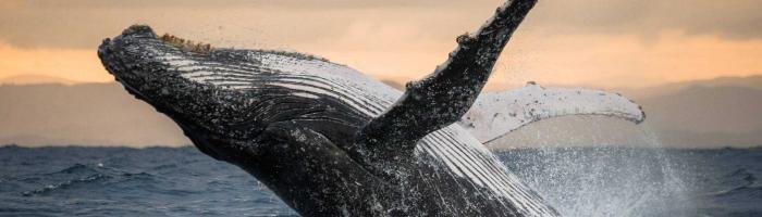 Humpback whale jumps out of the water. Beautiful jump. A rare photograph. Madagascar.