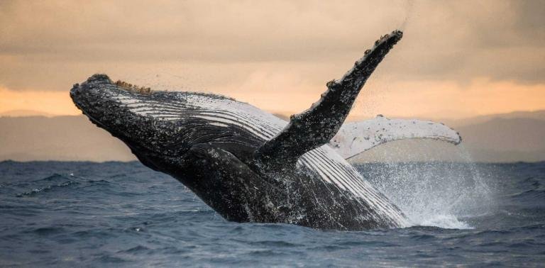 Humpback whale jumps out of the water. Beautiful jump. A rare photograph. Madagascar.