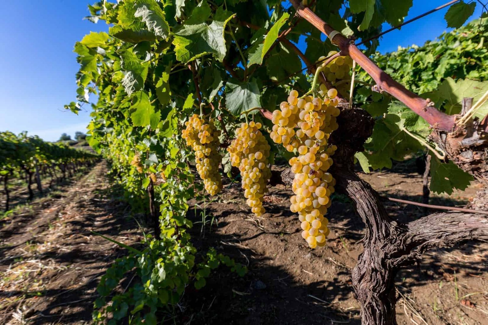 Sicilian grape on the slopes of Etna Volcano ready for harvest