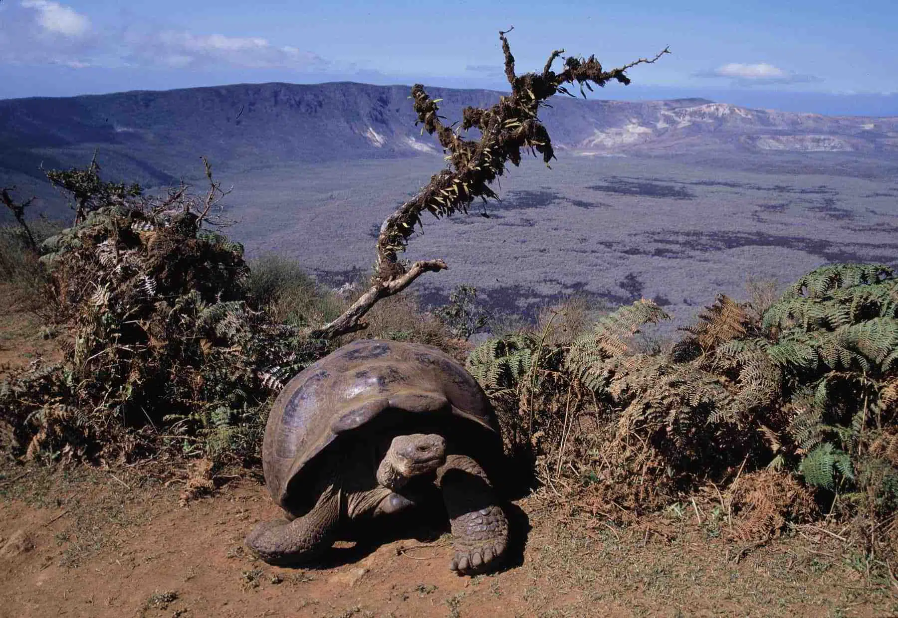 Galapagos giant tortoise
