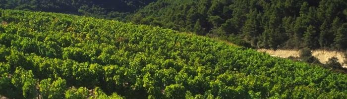 French wine regions, cotes du rhone vineyards dentelles de montmarail vaucluse provence south of france