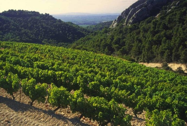 French wine regions, cotes du rhone vineyards dentelles de montmarail vaucluse provence south of france