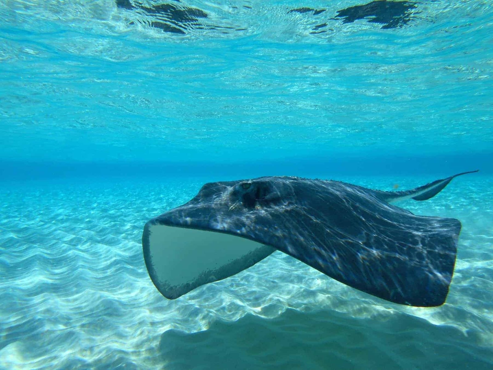 Grand Cayman Islands Sting Ray City Sting Ray City Sand Bar Dasyatis Americana tropical water underwater photos breakfast with the rays red sail sports