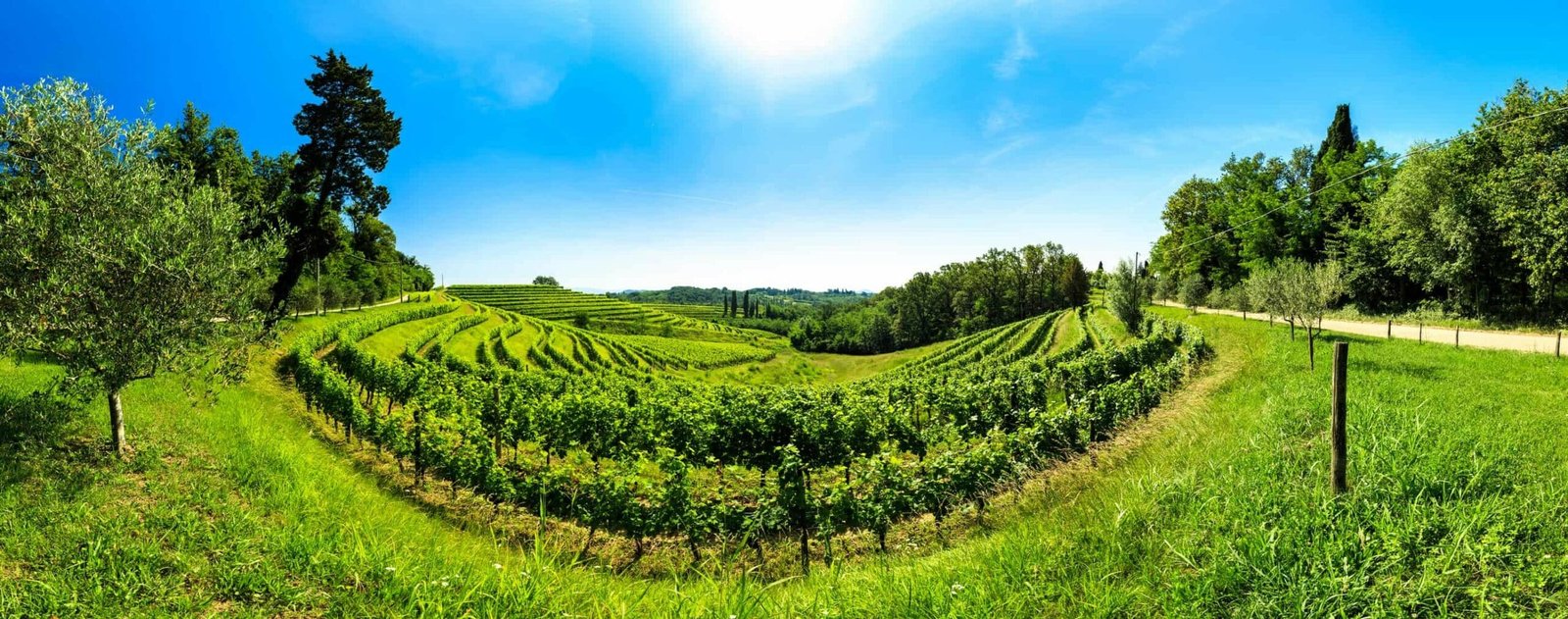 The vineyards of Buttrio in a summer day. Collio Friulano, Udine Province, Friuli Venezia-Giulia, Italy
