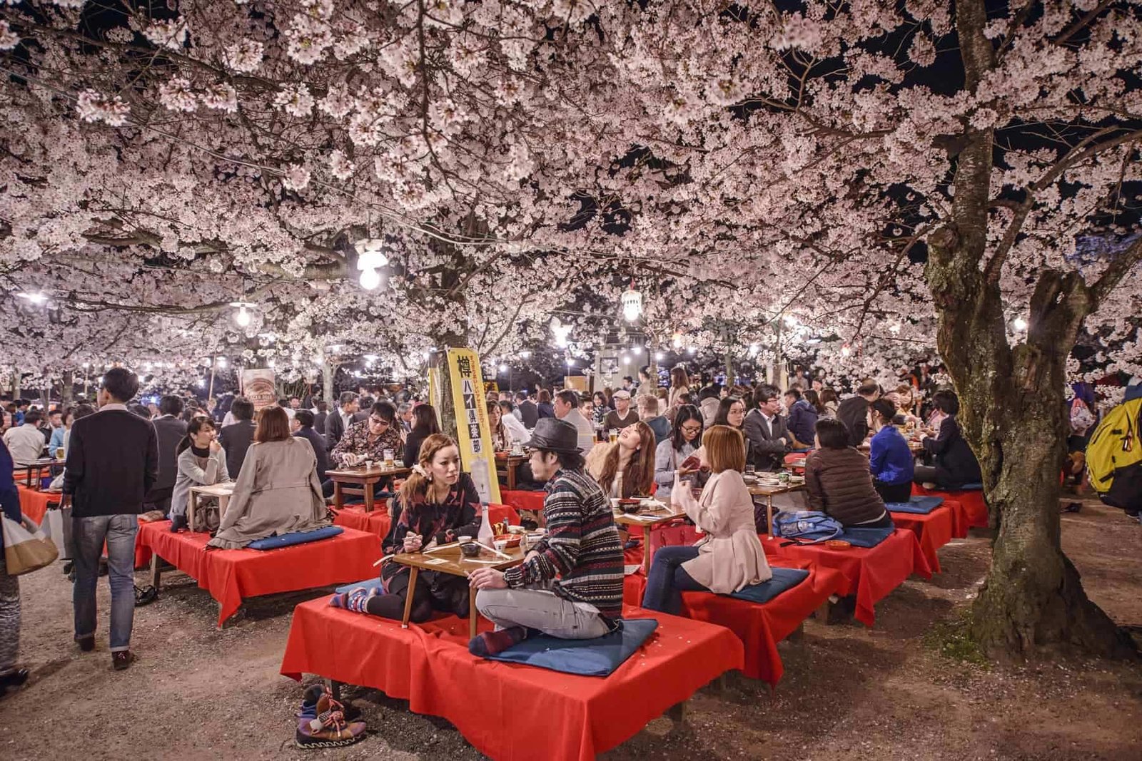 KYOTO, JAPAN People enjoy the spring season by partaking in nighttime Hanami festivals. The annual festivals coincide with the seasonal blooming of the cherry blossoms. Travel guide to Japan.