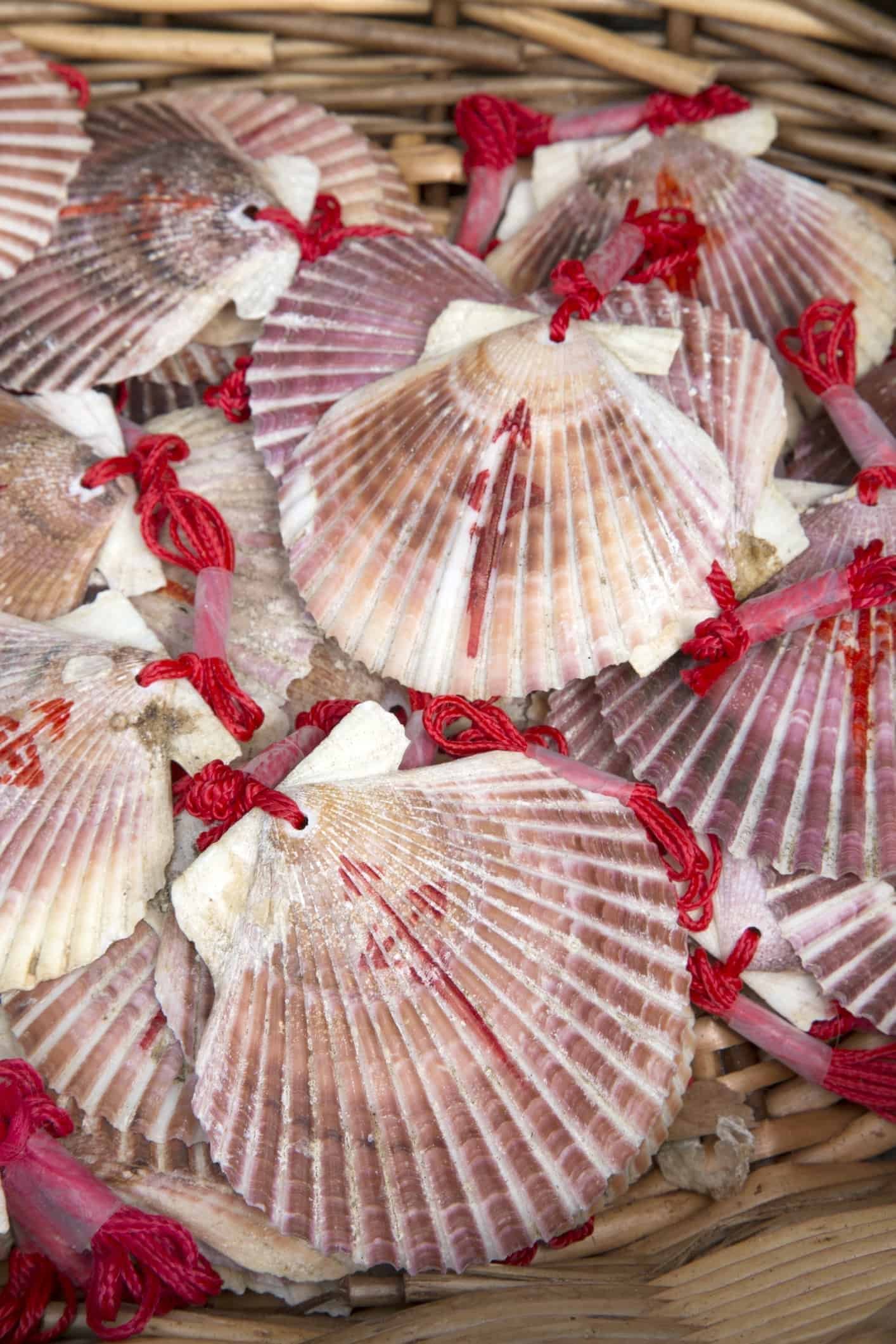 Shell Symbol of Camino de Santiago Galicia; Spain;
