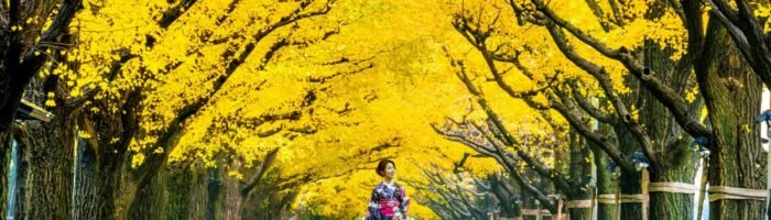 Beautiful girl wearing japanese traditional kimono at row of yellow ginkgo tree in autumn. Autumn park in Tokyo, Travel guide to Japan
