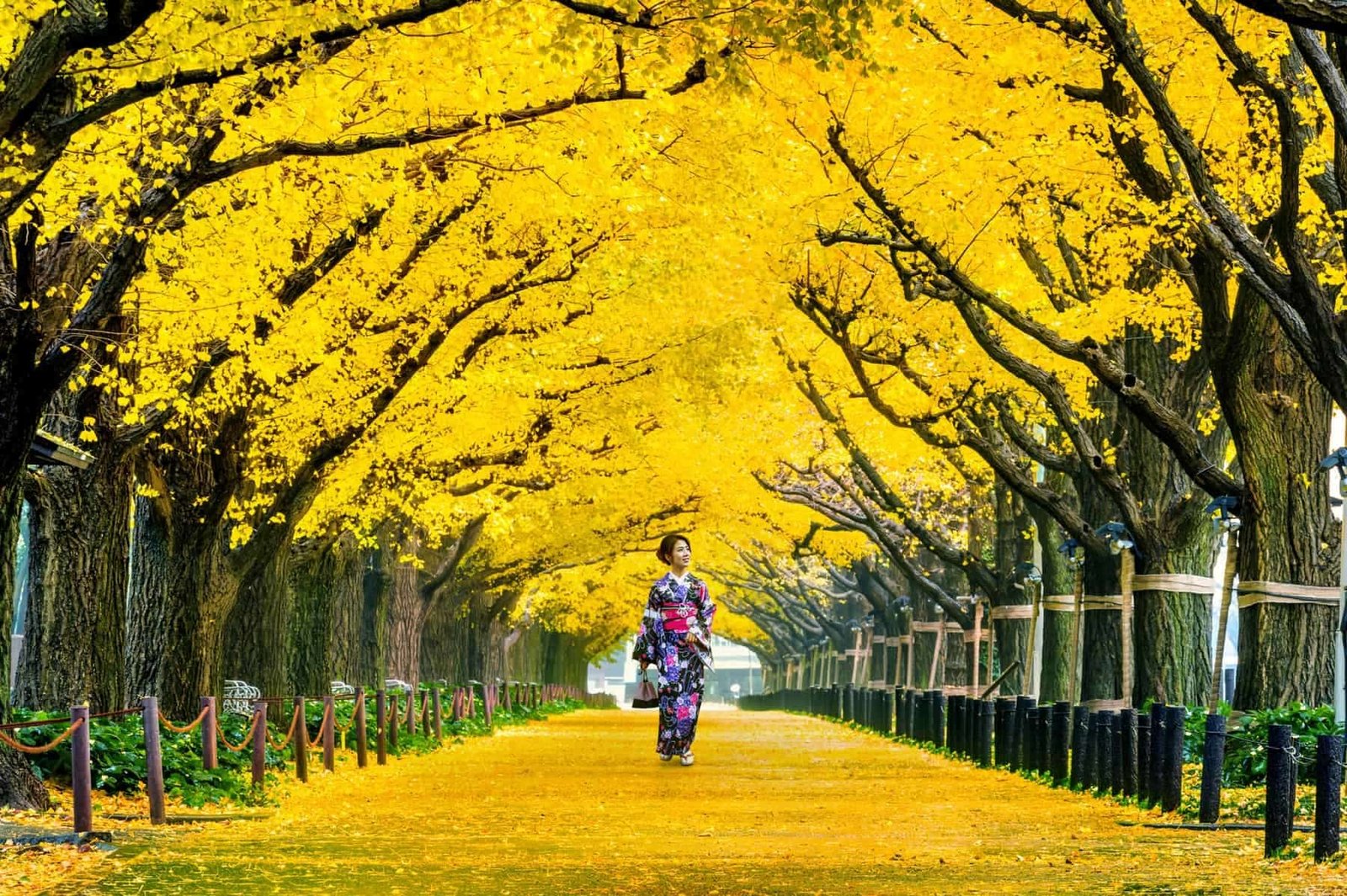 Beautiful girl wearing japanese traditional kimono at row of yellow ginkgo tree in autumn. Autumn park in Tokyo, Travel guide to Japan.