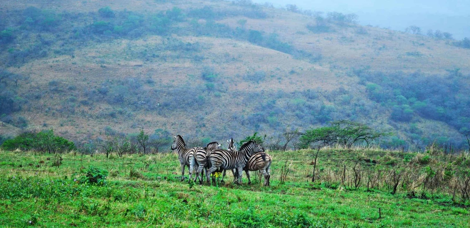 African safari. Safari in South Africa, 28/09/2009: a herd of zebras in the Hluhluwe Imfolozi Game Reserve, the oldest nature reserve established in Africa, in 1895, located in KwaZulu-Natal, the land of the Zulus
