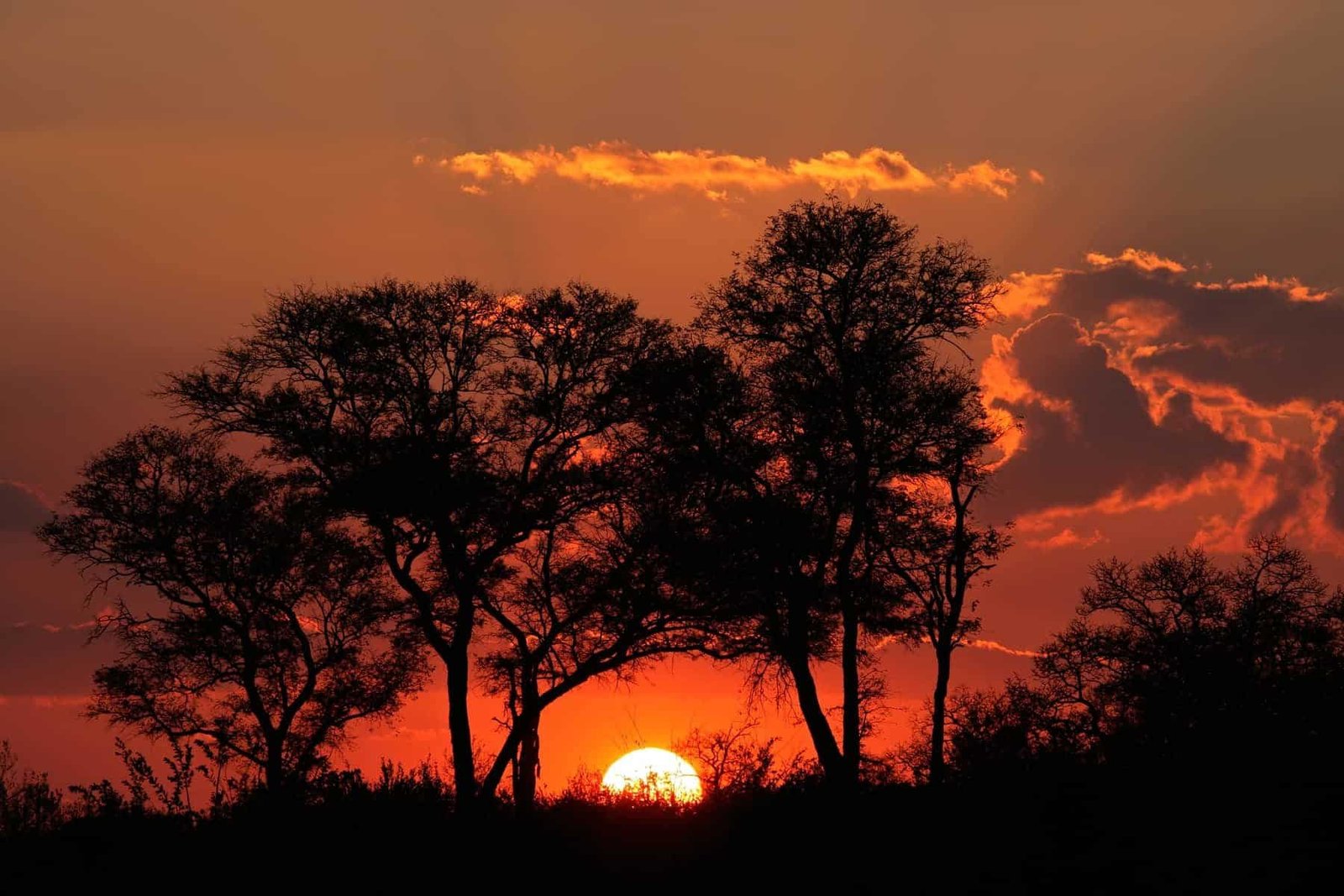 Sunset with silhouetted African savanna trees, Kruger National park, South Africa