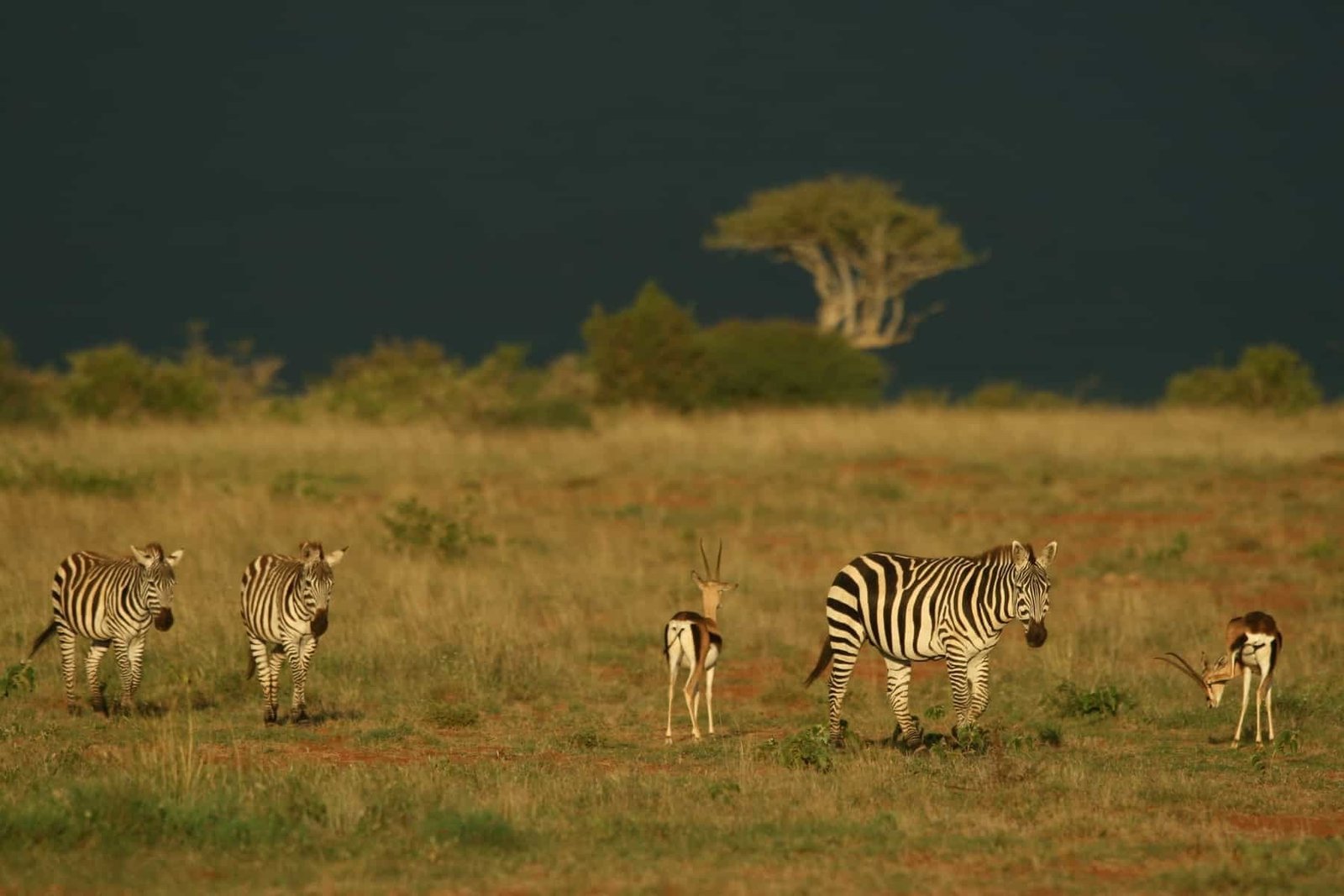 African safari. Plains zebra (Equus quagga) and Grant’s gazelle (Nanger granti), Mpala Research Center, Laikipia, Kenya