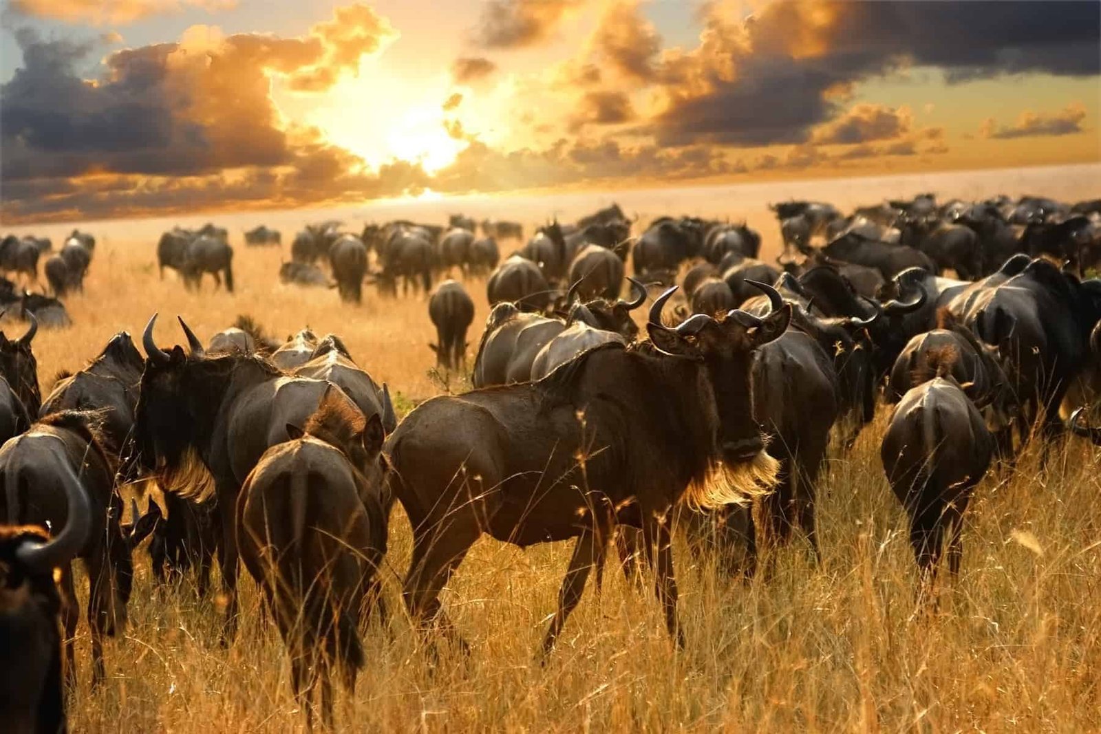 Great migration of antelopes wildebeest in the savannah, Masai Mara, Kenya