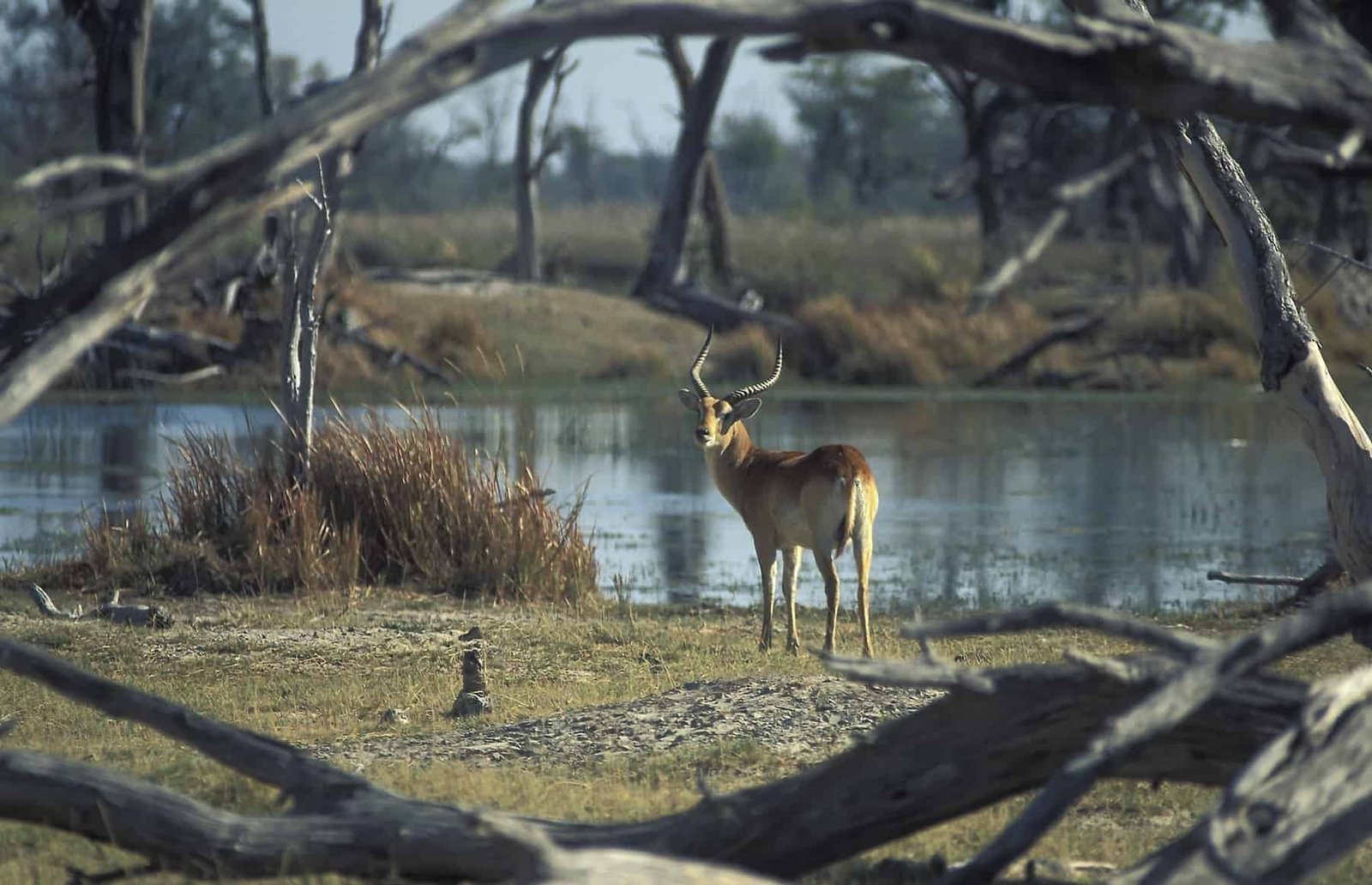 Male of red lechwe (Kobus leche). Moremi Game Reserve, Okavango Delta, Botswana.